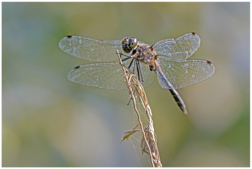 D71 0511 Schwarze Heidelibelle