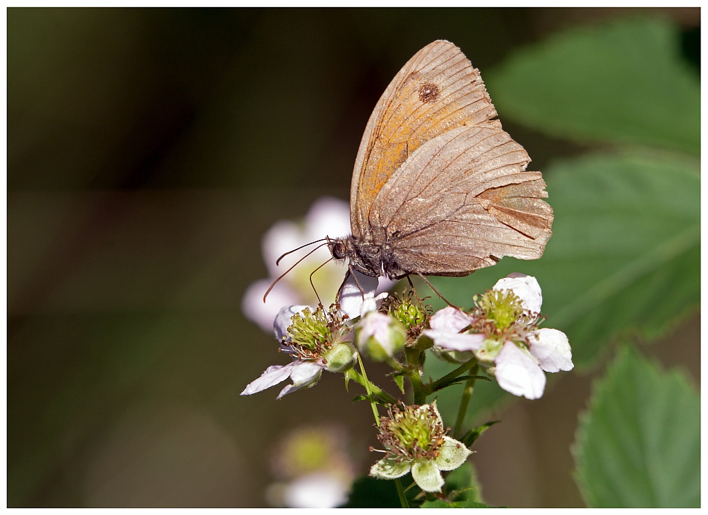 D71 0524 Kleiner Heufalter Wiesenvögelchen