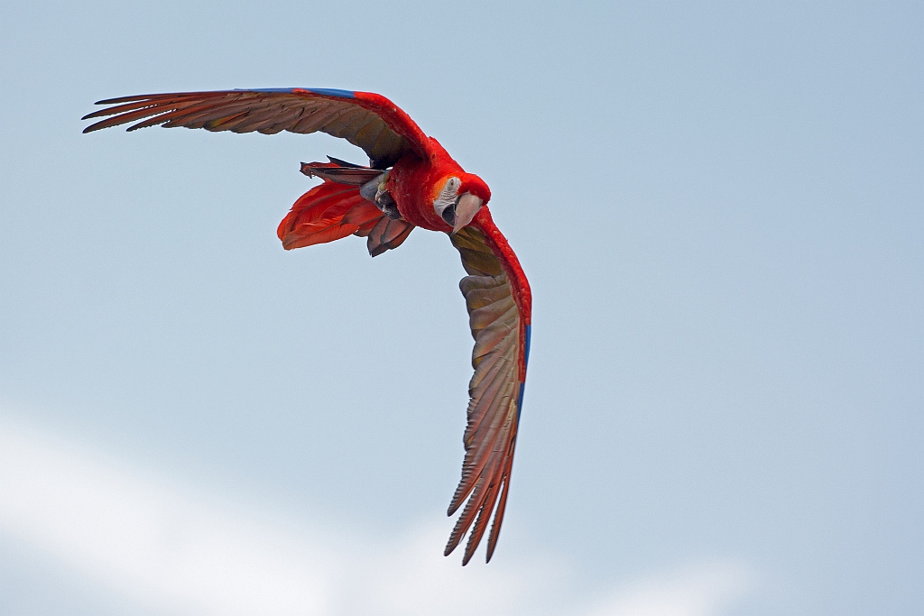 D71 0804 Papagei im Sturzflug