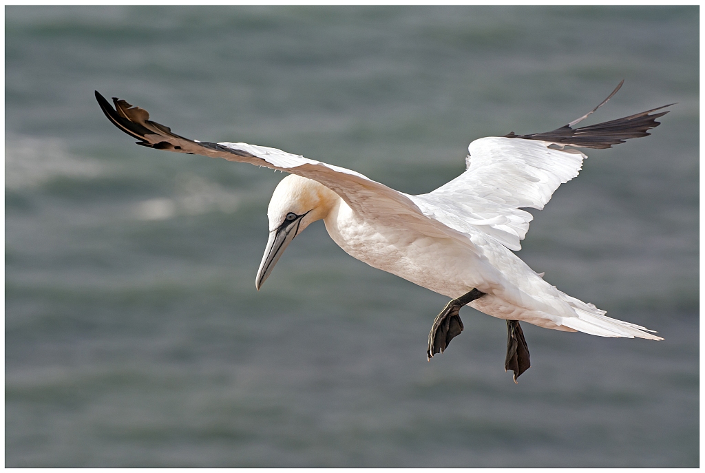 D71 0939 Basstölpel Vorbeiflug