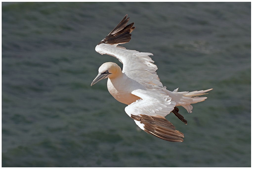 D71 1023 Basstölpel Landeanflug I