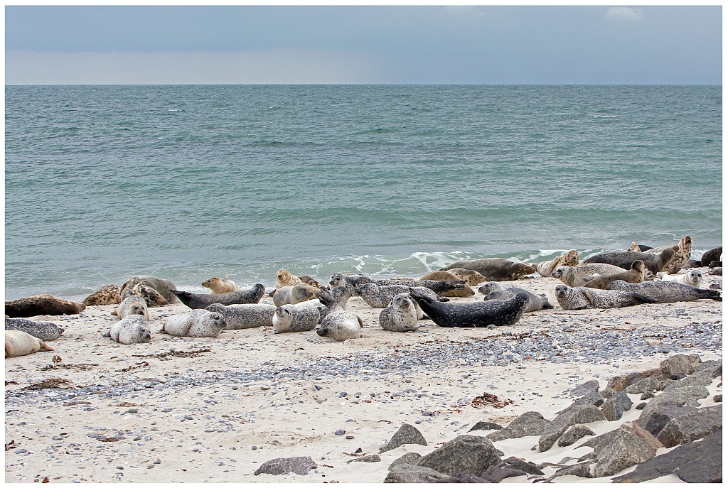 D71 1158 Robbenkollonie auf der Helgoländer Düne