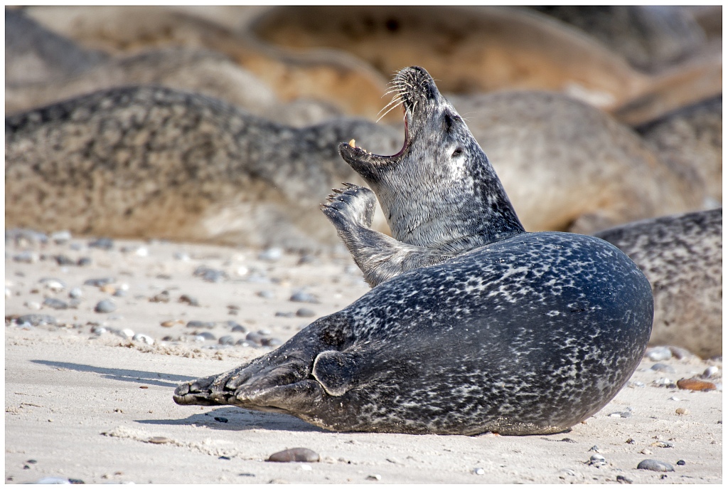 D71 1230 das ist ja alles so anstrengend