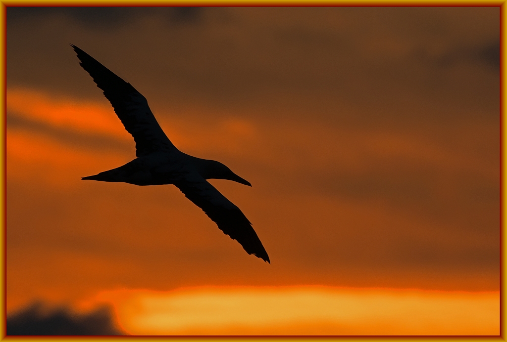 D71 1567 Flug vor untergehender Sonne auf Helgoland