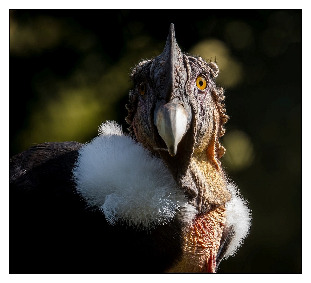 D71 2563 copy
