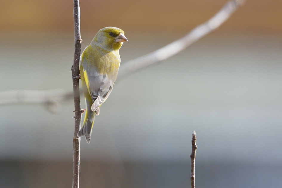 D71 2669 01