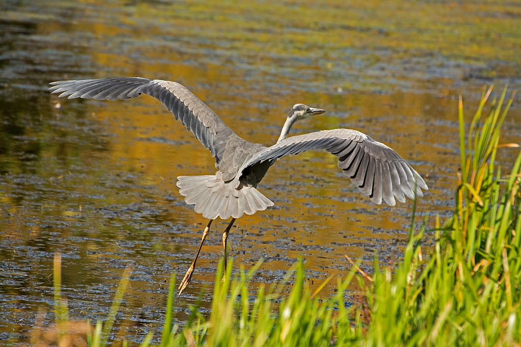 D71 3073 Reiher im Landeanflug
