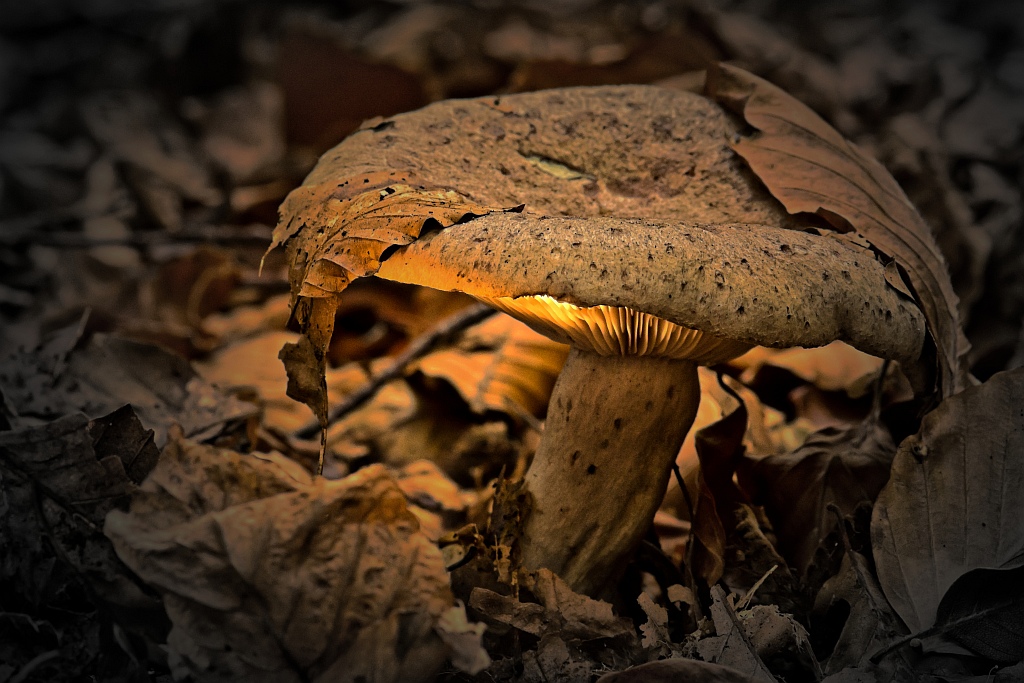D71 3218 magischer Pilz