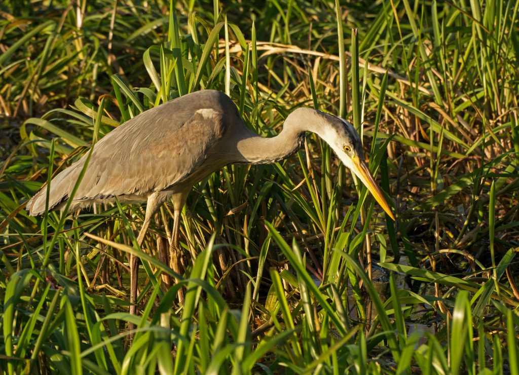 D71 3737 Reiher auf der Lauer