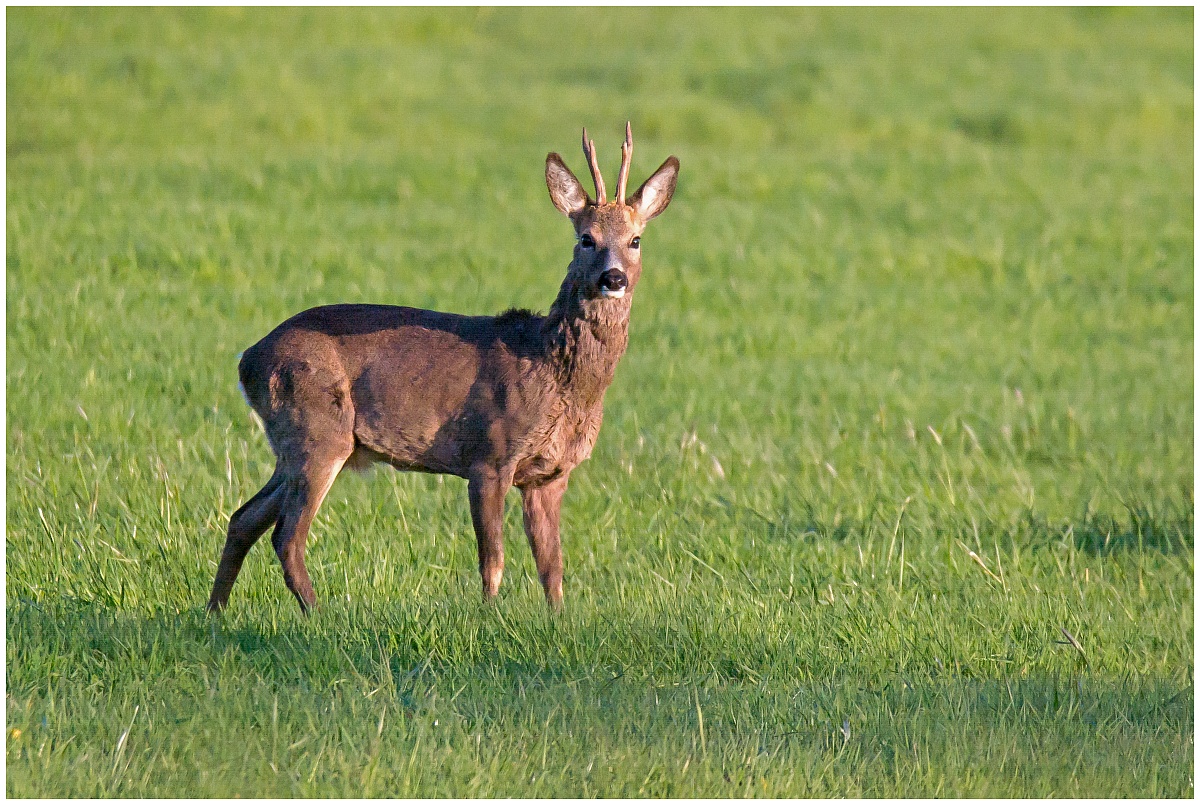 D71 3755 aufmerksamer Rehbock I 4 2016