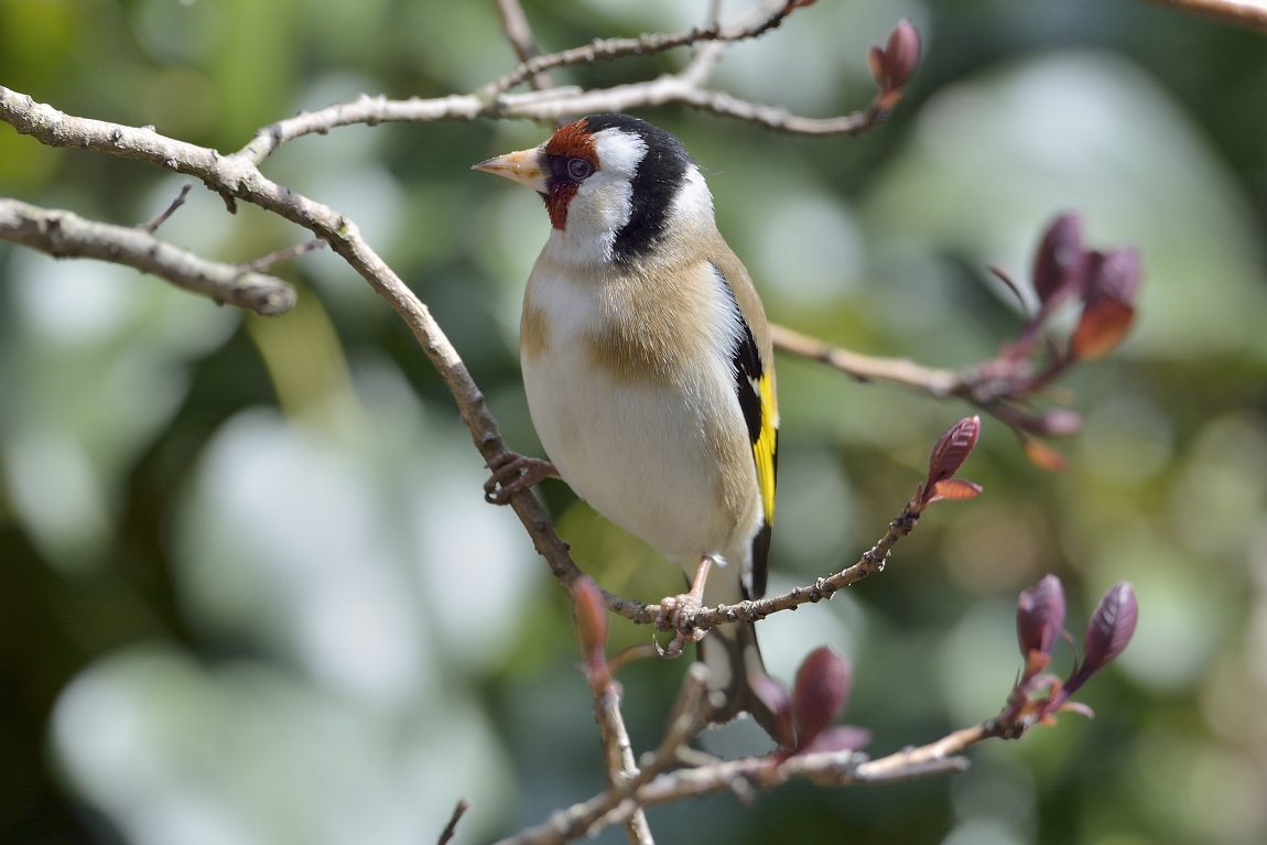 D71 4306 01