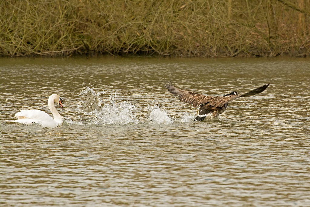 D71 4567 Schwan scheucht Gans II