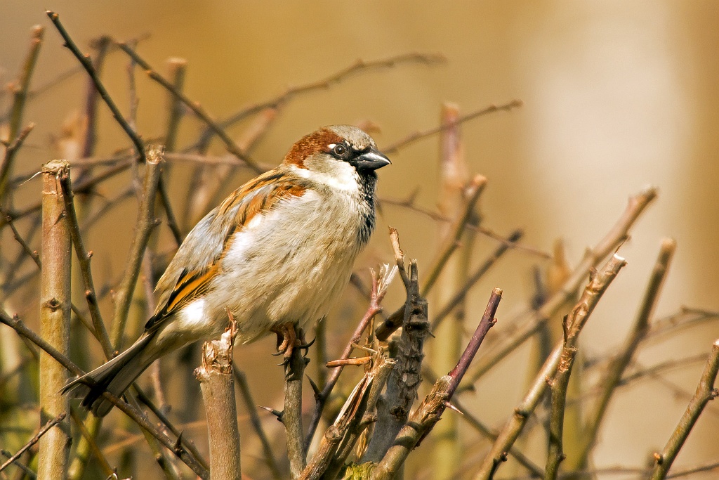 D71 4658 Spatz in der Hecke