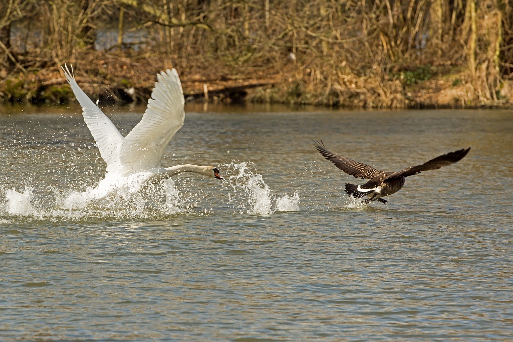 D71 4682 Schwan scheucht Kanadagans