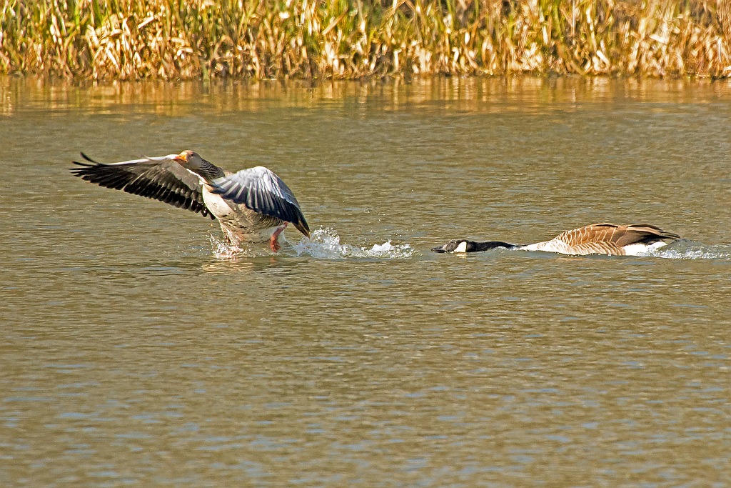 D71 4853 Kanadier Attacke
