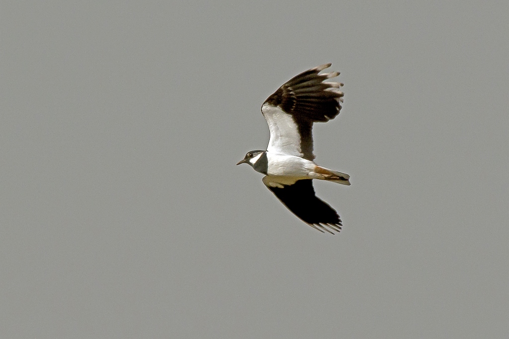 D71 5045 Kibitz 3 2015