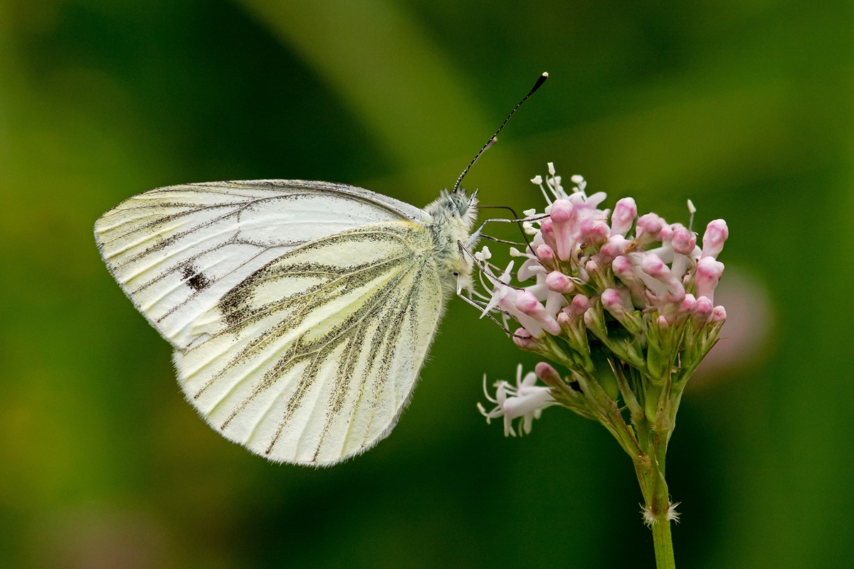 D71 5071 Kohlweißling IIIA 7 2016