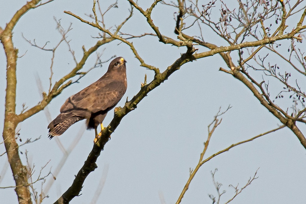 D71 5242 Bussard auf Baum II