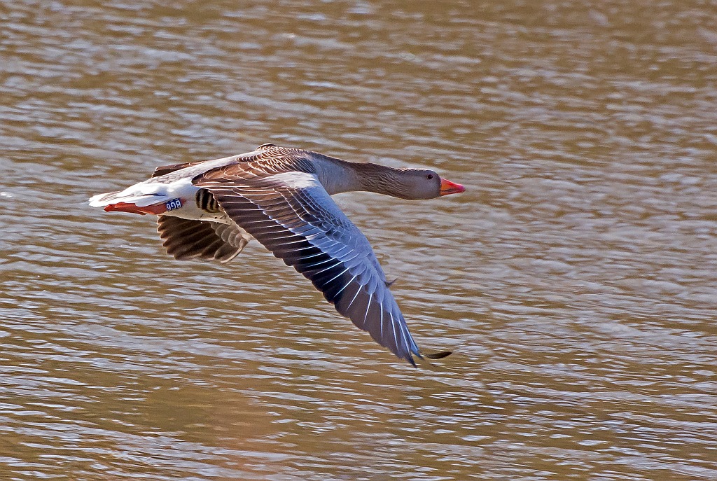D71 5454 elegante Graugans