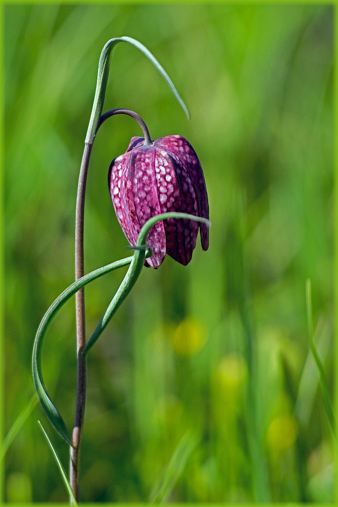 D71 6401 Schachbrettblume 4 2015