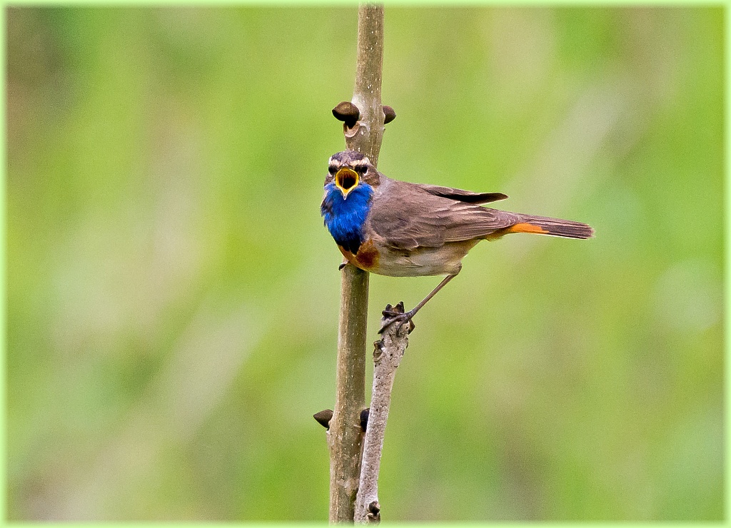D71 6483 Blaukehlchen singt