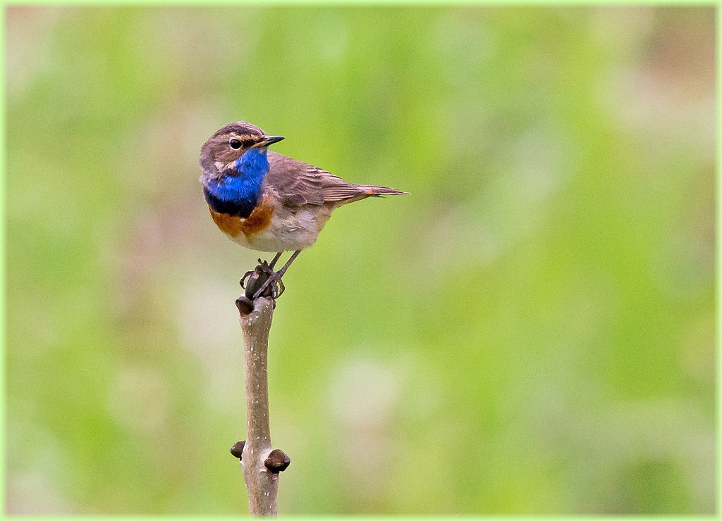 D71 6488 Blaukehlchen IVA