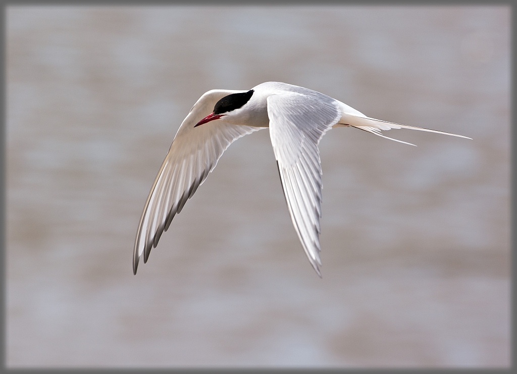 D71 6756 K Schwalbe Flugbild I