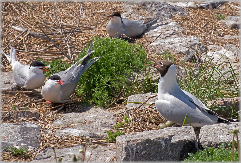 D71 7090 Möwen und Schwalben friedlich nebeneinander