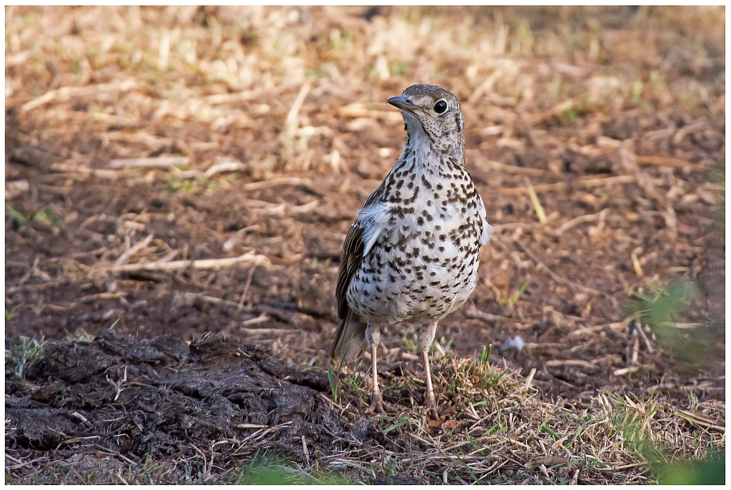 D71 8329 Wacholderdrossel I