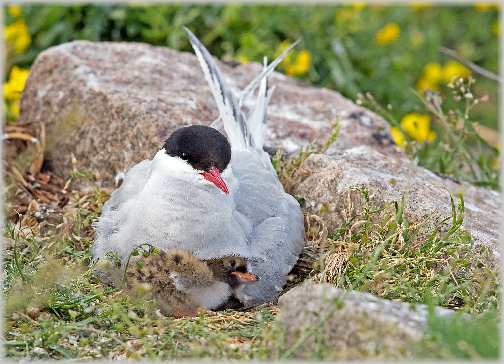 D71 8558 unter Mamas Fittichen