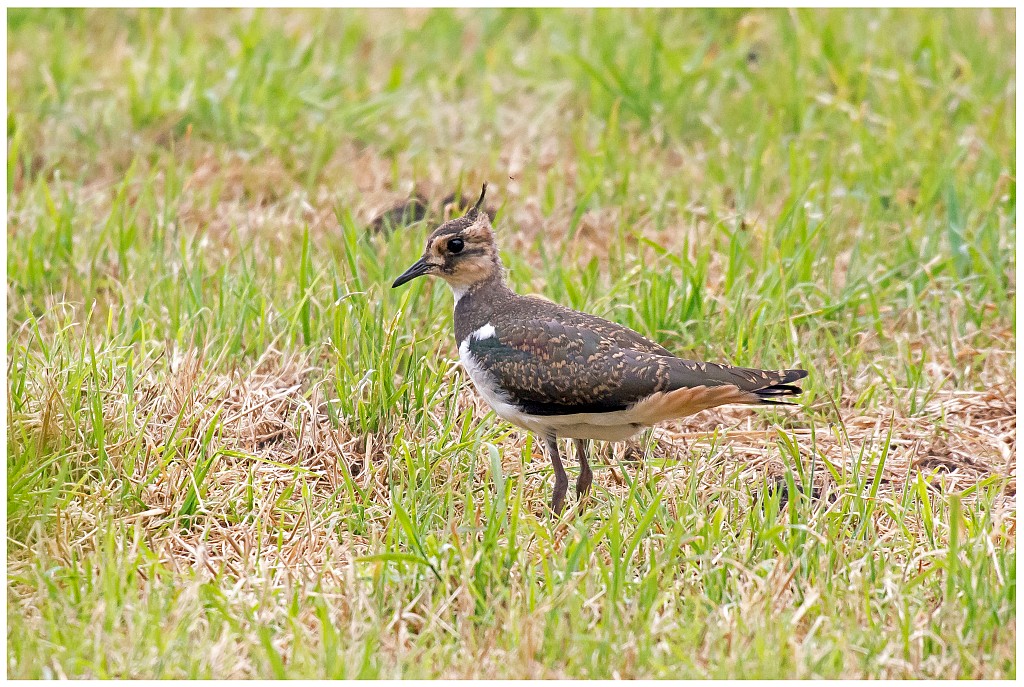 D71 9615 Kiebitz Jungvogel I