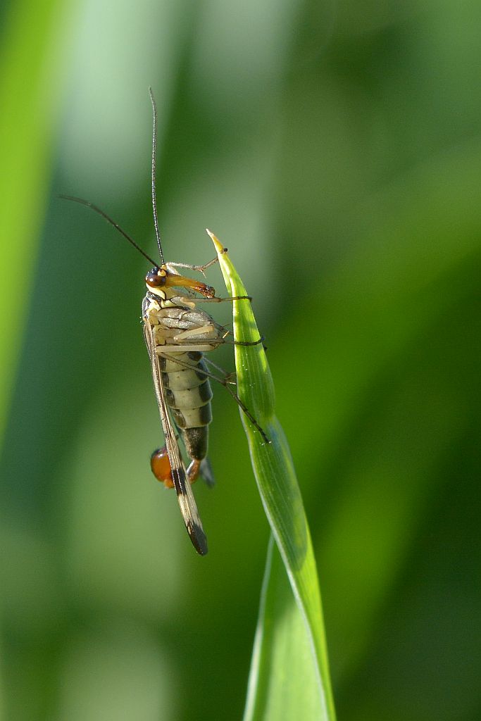 D71 Skorpionsfliege II 50 500 Nikon F