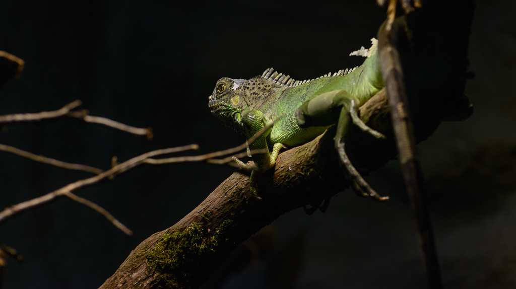 D7100 mit ISO 800
aufgenommen im Zoo Halle
