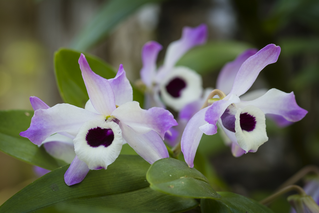 D711280