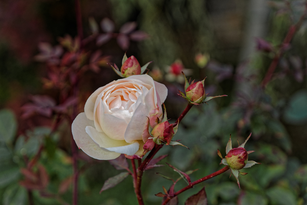 D72 1303 DxO 1000px