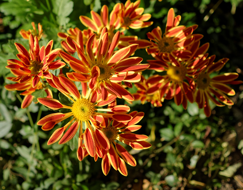 D72 1415 DxO 1000px