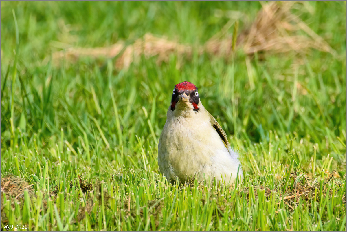 D72_0648-Bearbeitet.jpg