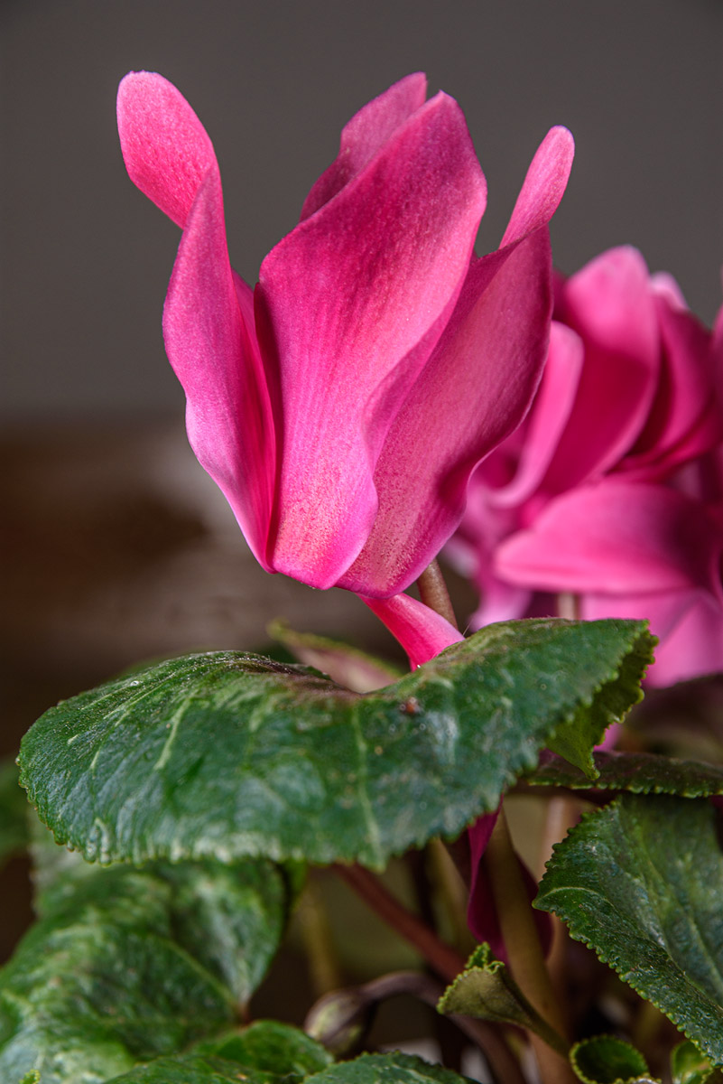 D72_0806.jpg