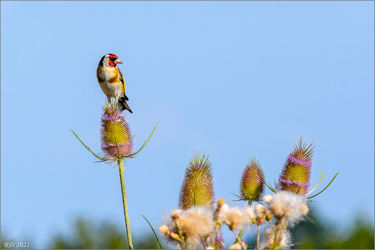 D72_2155-Bearbeitet-Bearbeitet.jpg