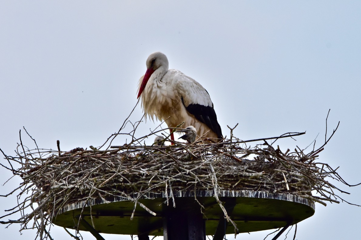 D72_4060 (1).jpg