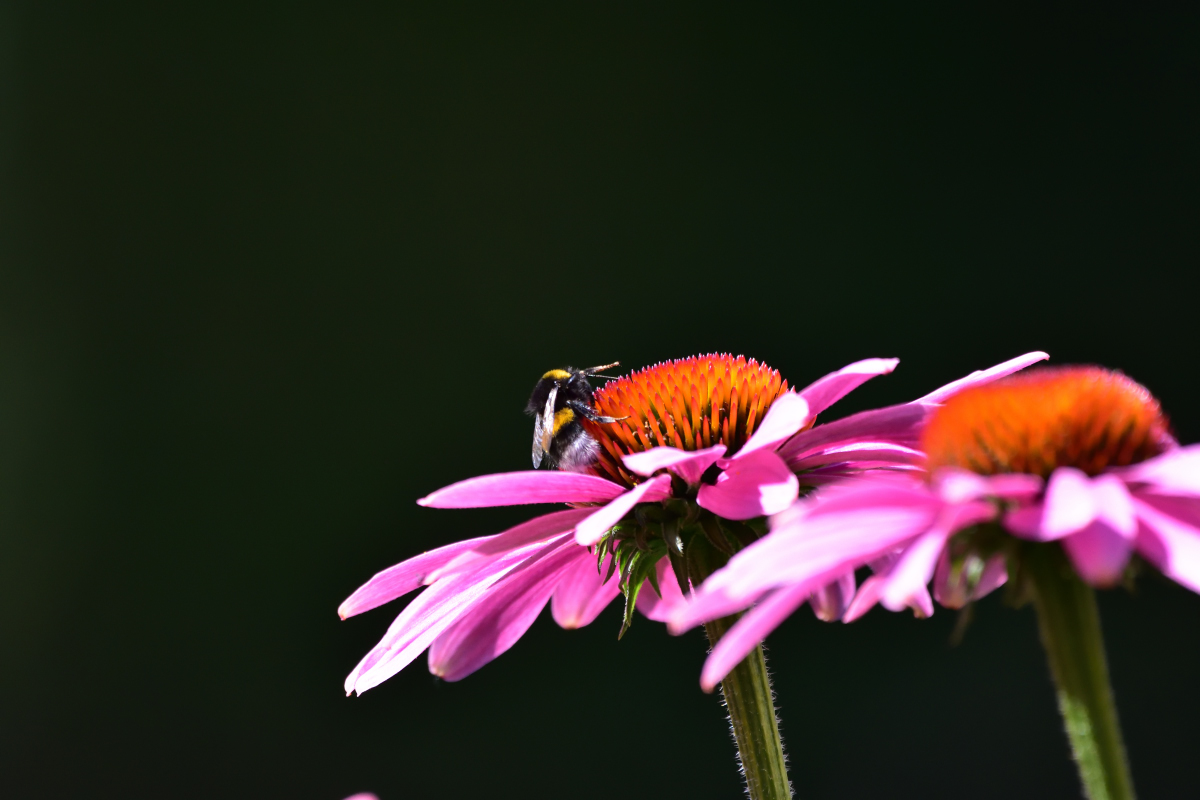 D72_4723_01.jpg