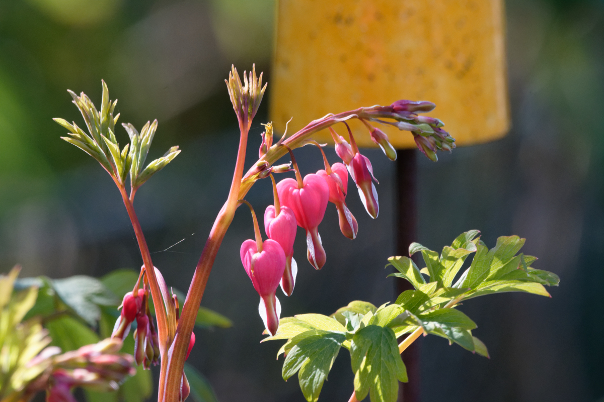 D72_5524_DxO.jpg