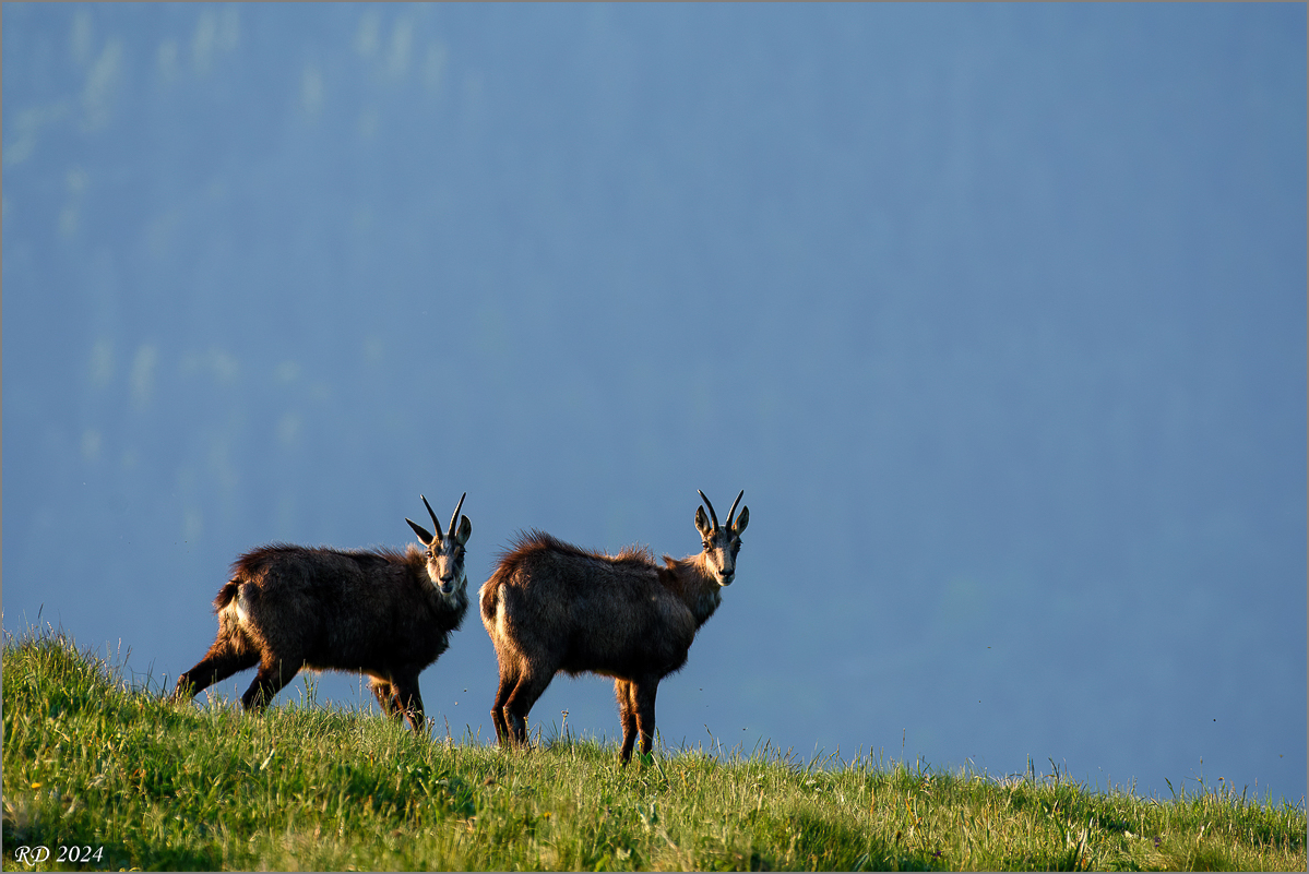D72_5815-Bearbeitet.jpg