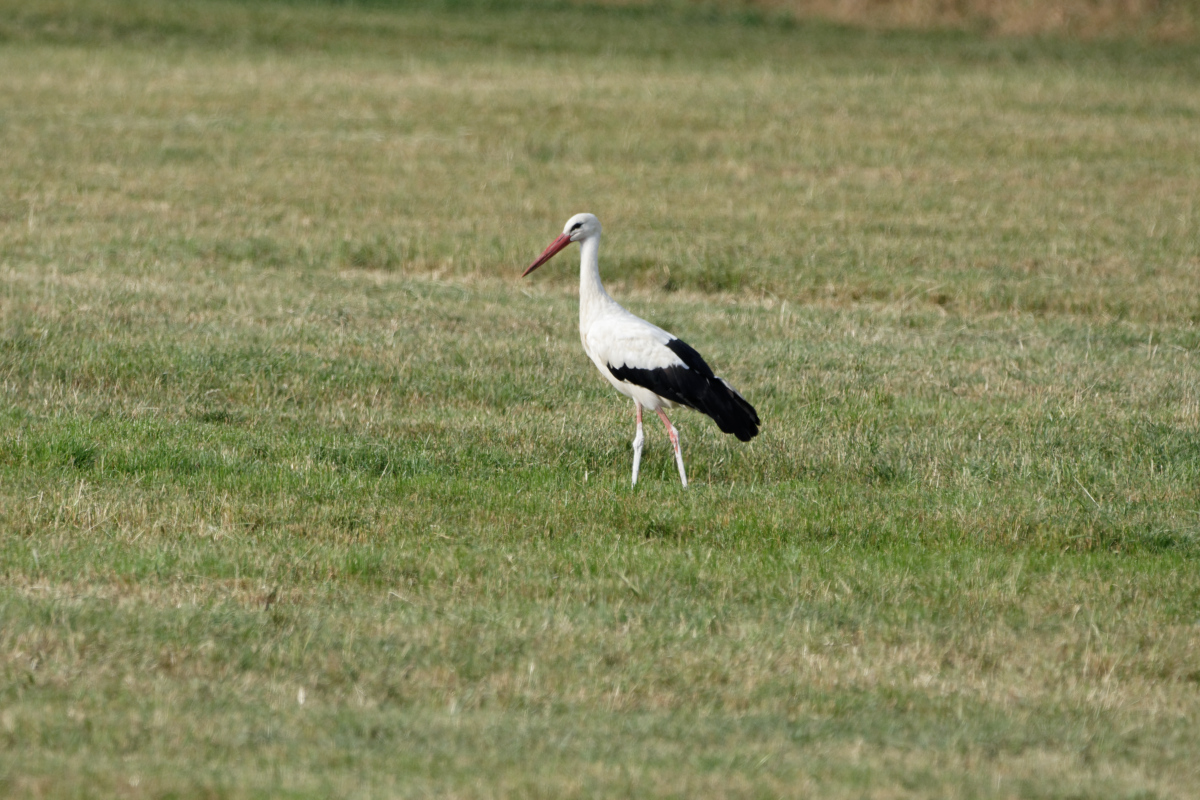 D72_5868_DxO.jpg