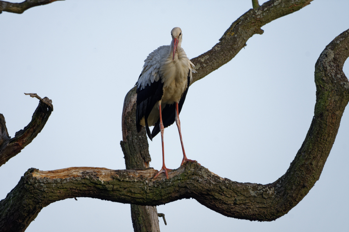 D72_5948_DxO.jpg
