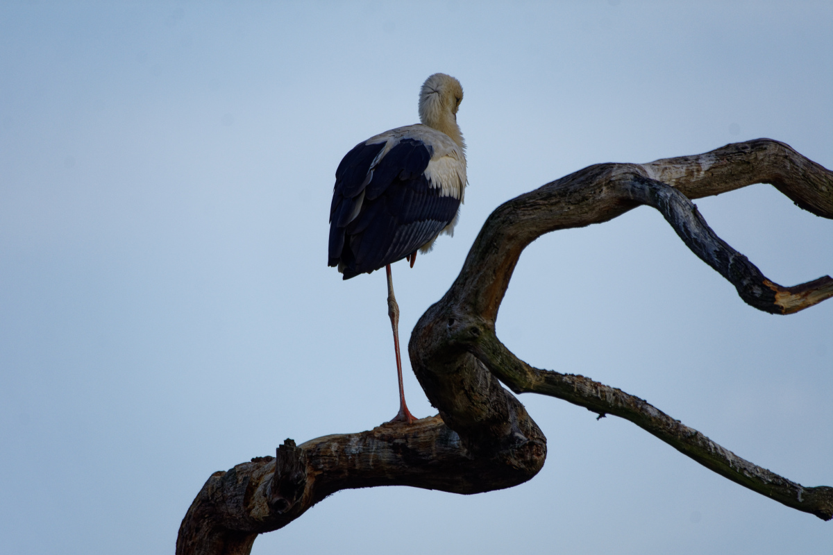 D72_5953_DxO.jpg