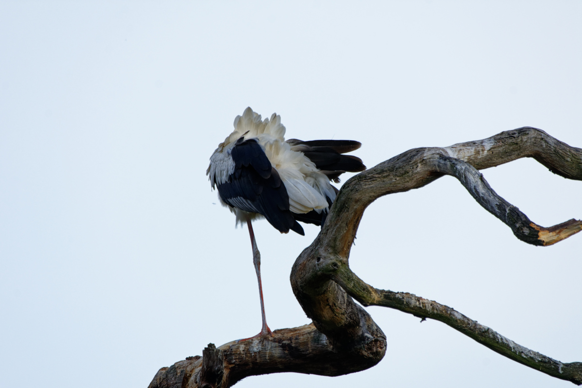 D72_5988_DxO.jpg