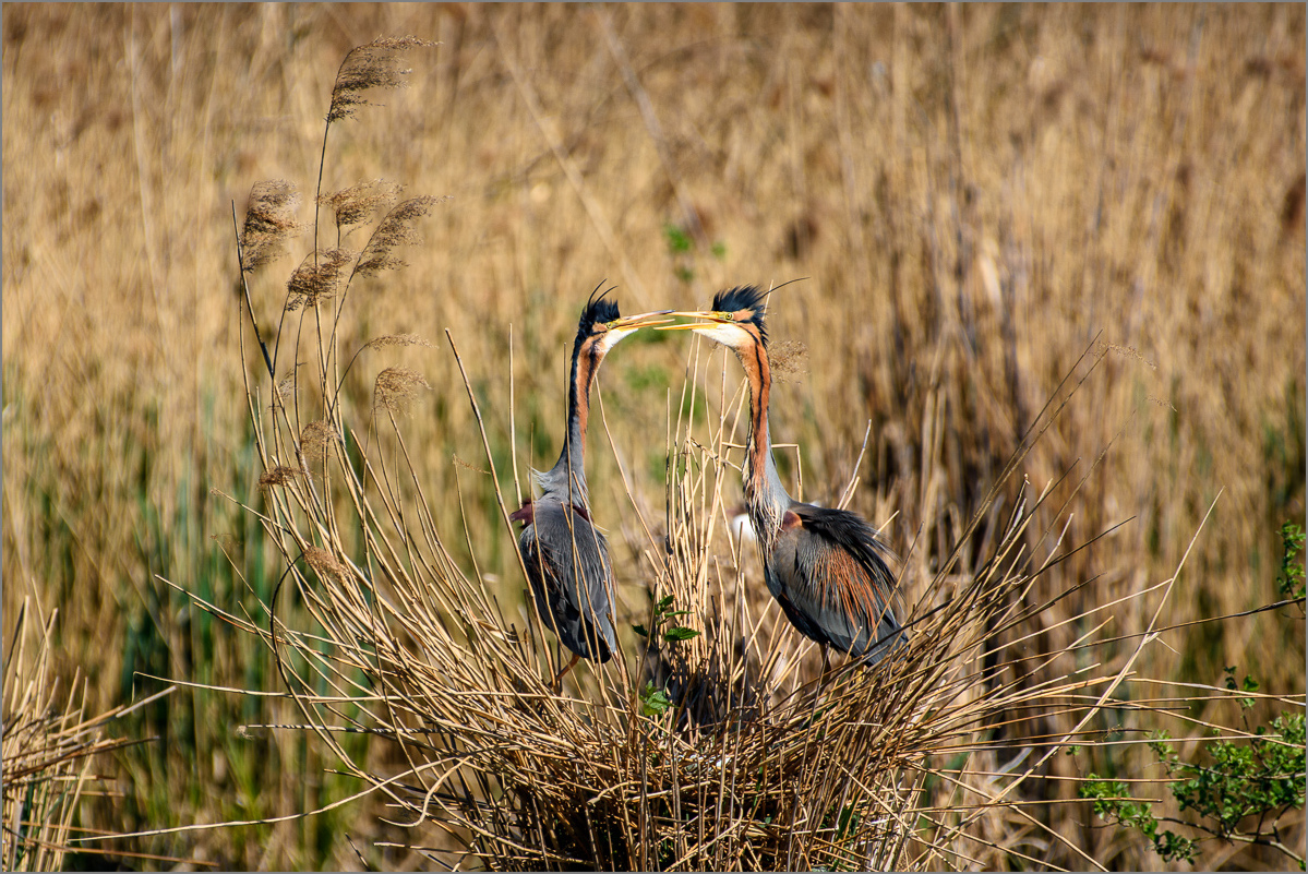 D72_7041-Bearbeitet.jpg