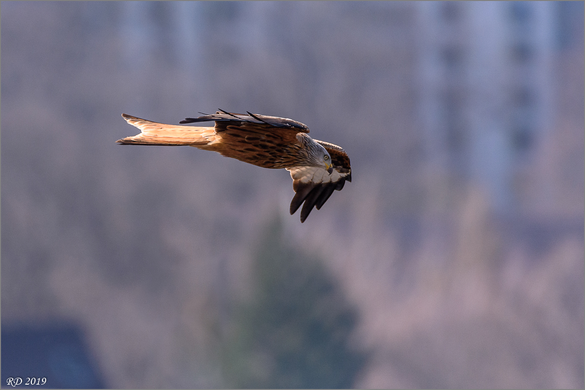 D72_8105.jpg