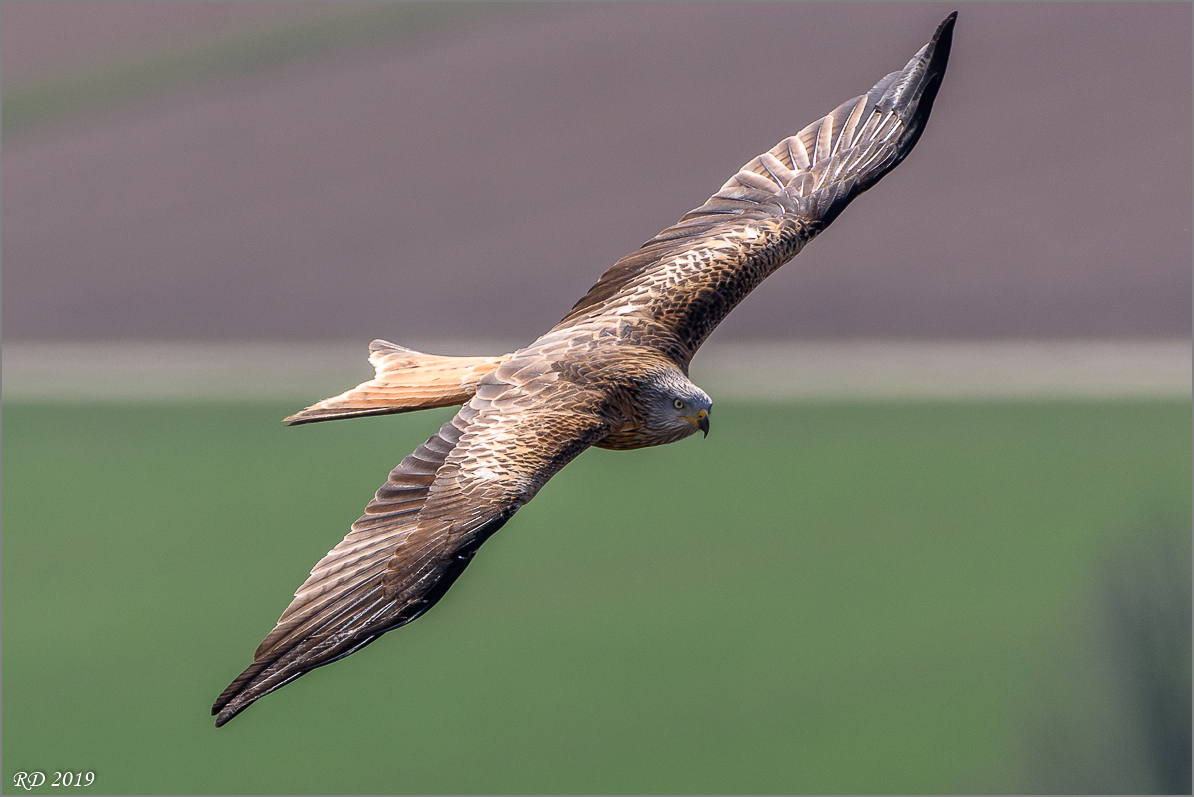 D72_8129.jpg